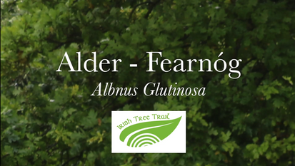 Alder - Fearnóg (Alnus glutinosa)